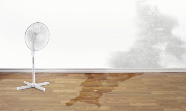 Best Mold removal after water damage  in Shougal, WA